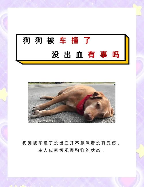 狗狗尿血会自己好吗?