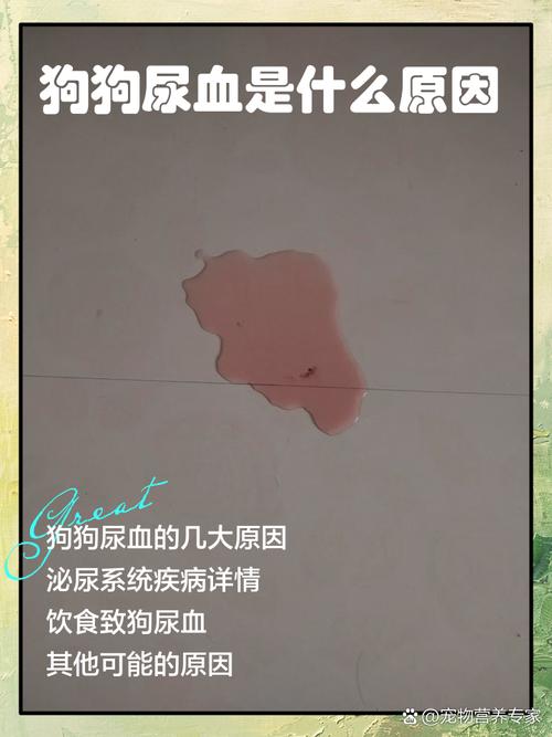 公泰迪狗尿血能自愈吗