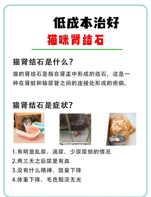 公猫尿结石治疗多少钱?