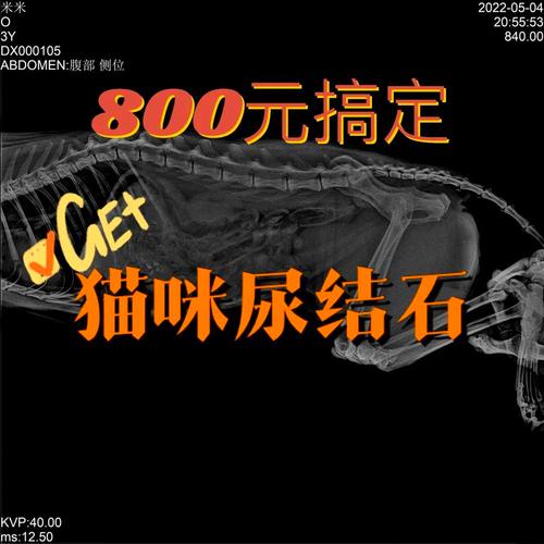 猫结石吃什么药