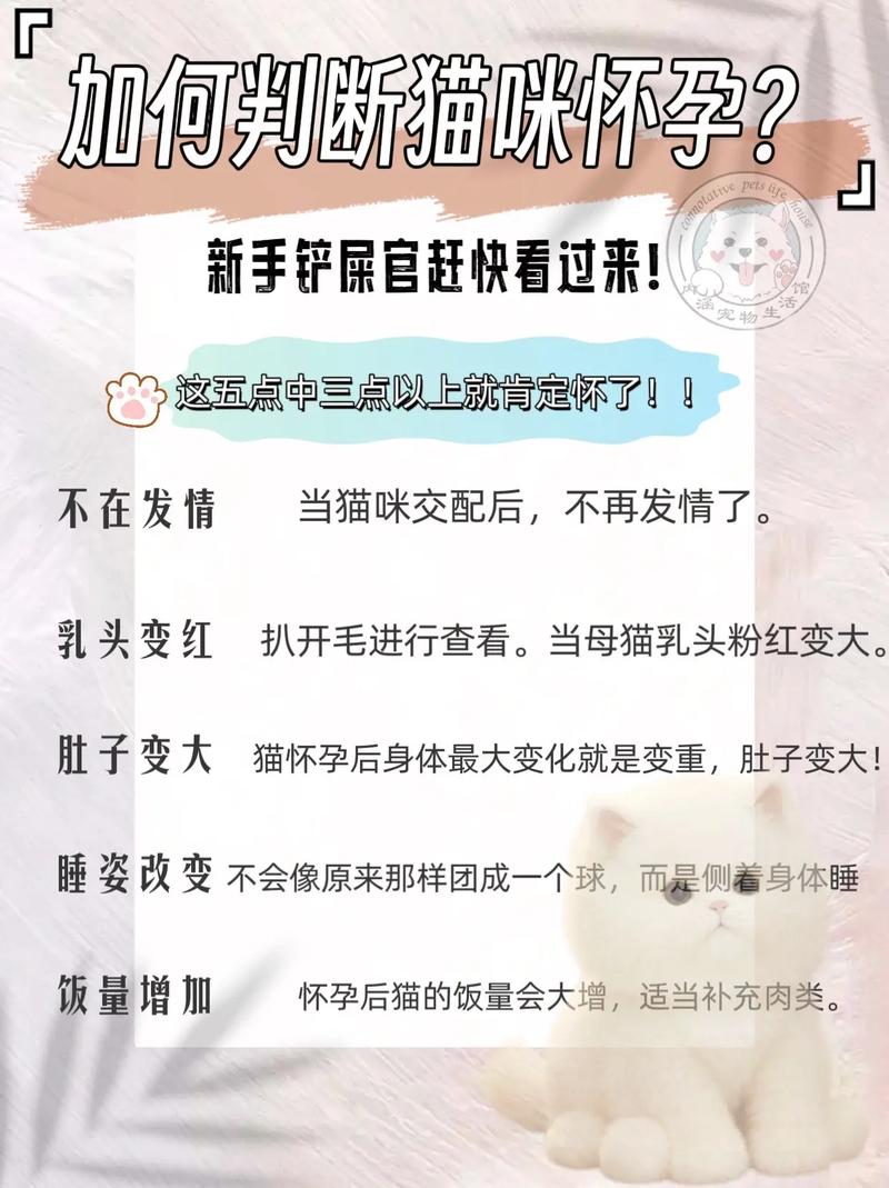 怎么判断猫咪是否怀孕