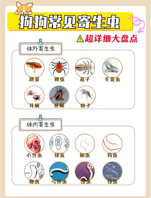 狗狗身上的寄生虫常见的有哪些?