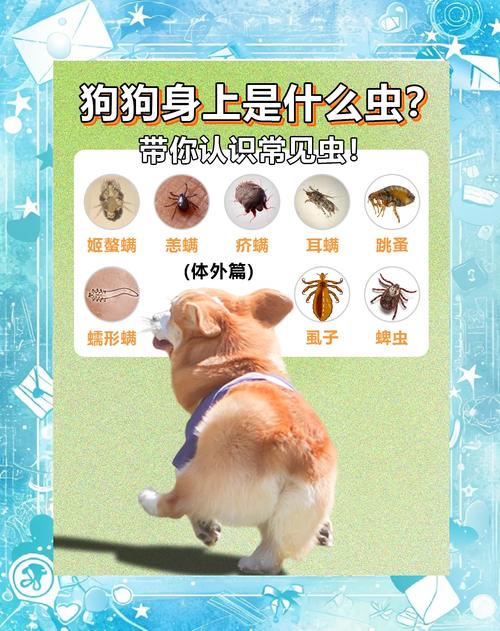 狗身上有小黑虫那是什么东西啊