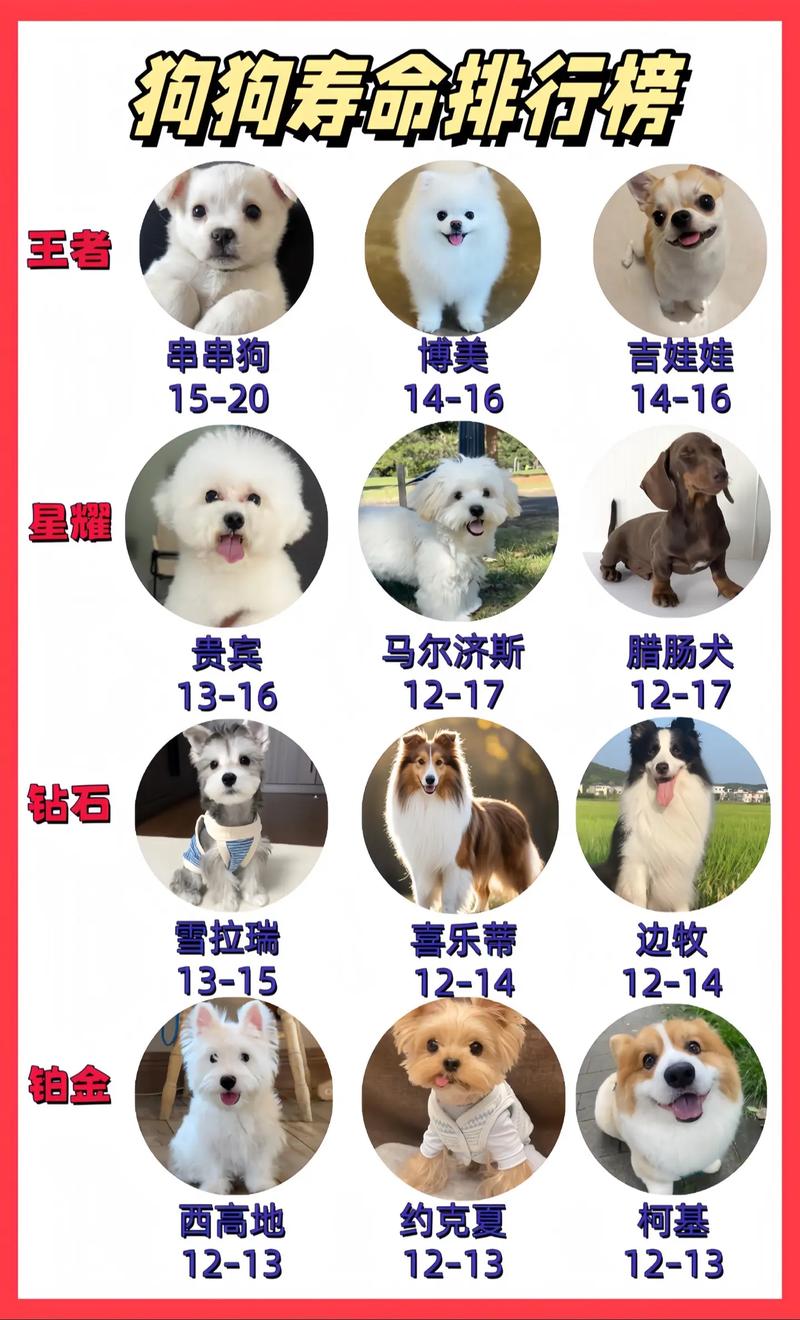 十三年的狗狗能老死吗