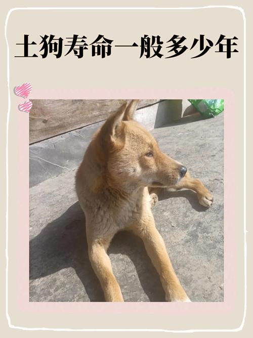 正常狗的寿命是多少年