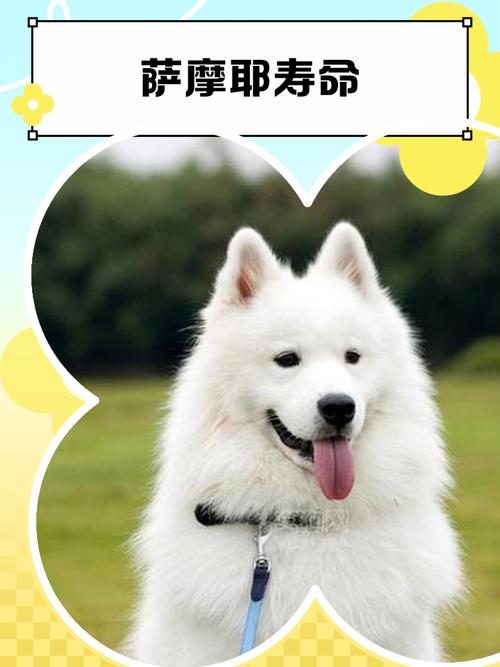 萨摩耶犬能活多久