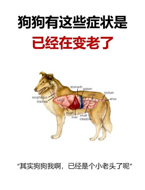 十三年的狗狗能老死吗