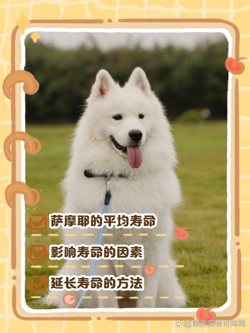 【馋不腻狗粮百科】泰迪一般寿命多长?