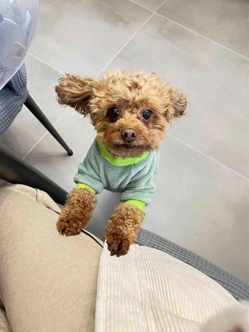 狗狗九年了相当于青年,中年,还是老年,还会活多久?