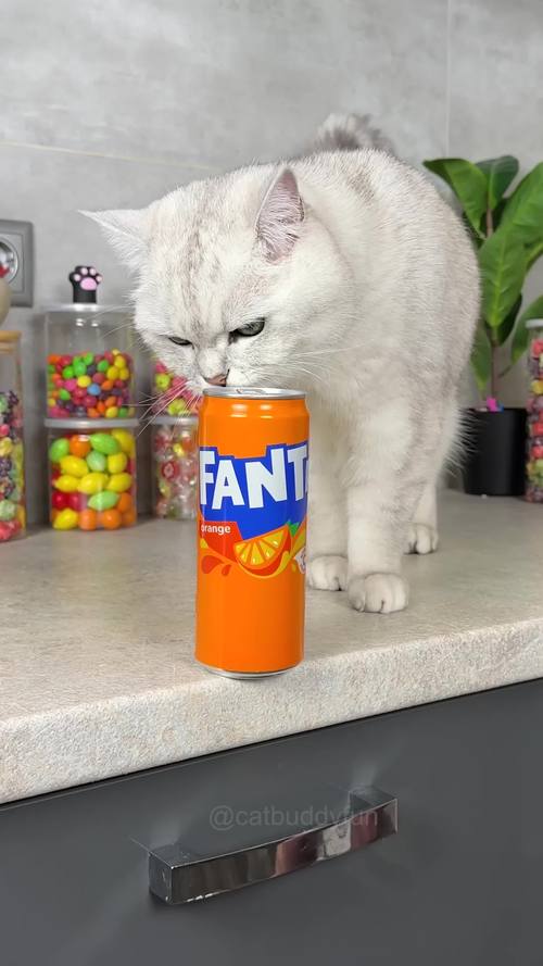 猫咪能喝可乐吗?为什么?