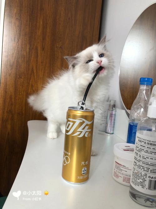 猫能喝可乐吗