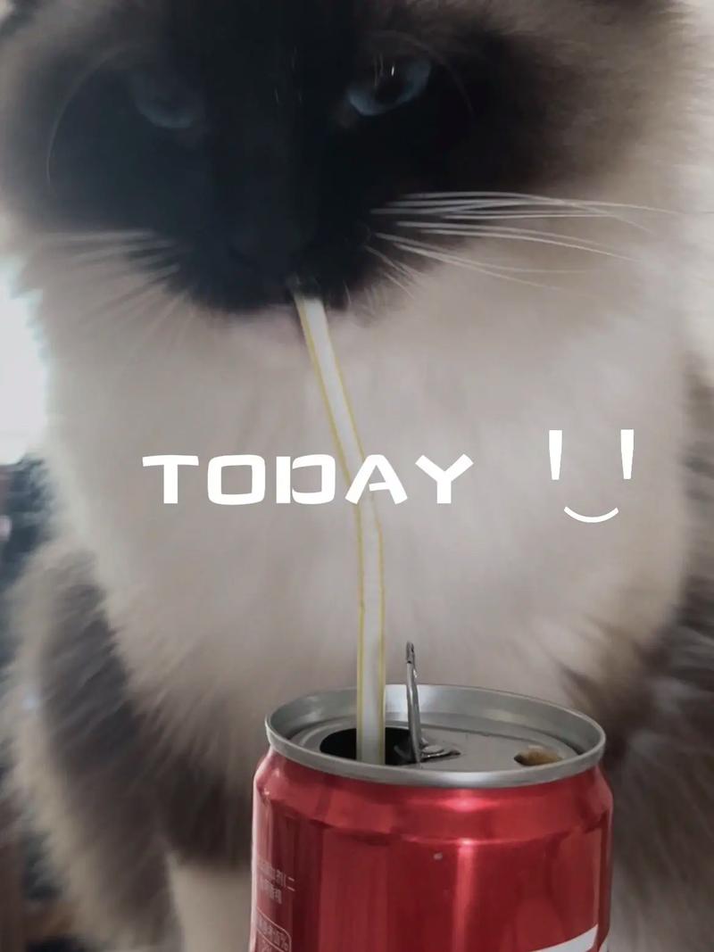猫能喝可乐吗?
