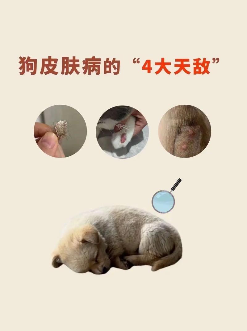 狗狗脓皮症多久能好