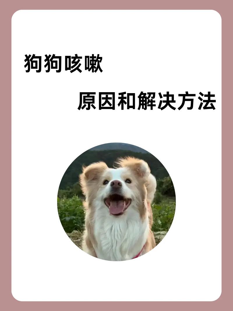 狗狗喝了姜汤对健康会有什么影响?