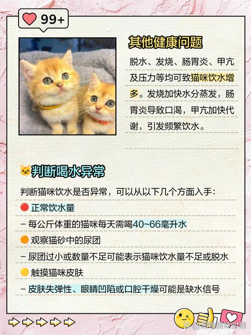 猫咪喝水太多会有什么后果?