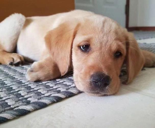 狗狗不开心的表现