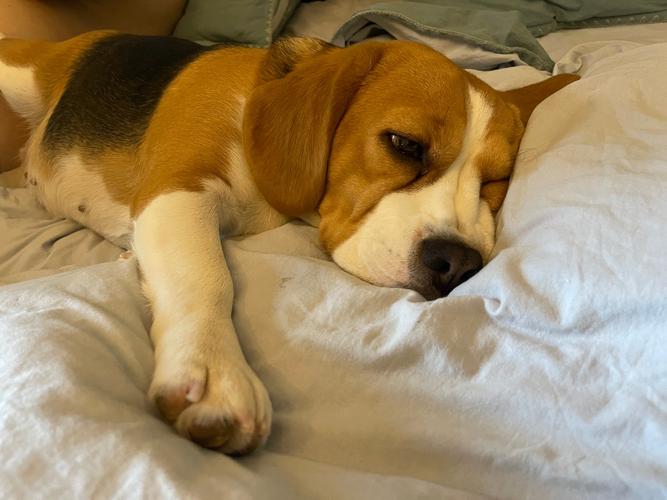 出差十天,狗放朋友家,狗狗回家后不开心是怎么回事呢?