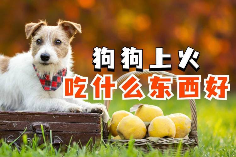 狗狗上火了吃什么降火狗狗上火怎么办最有效