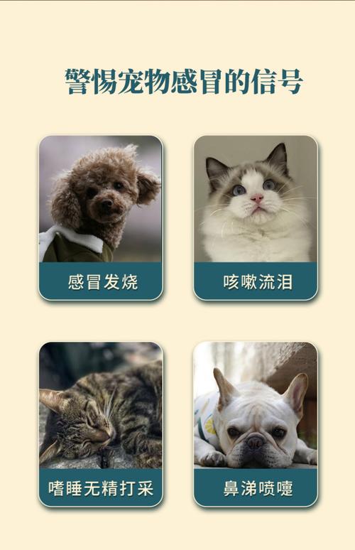 狗狗上火怎么办最有效