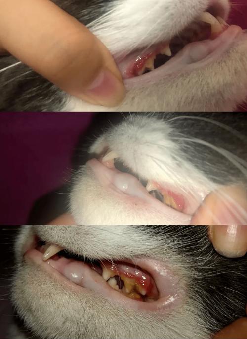 求助,猫咪嘴巴有股臭鸡蛋的味道,是怎么了