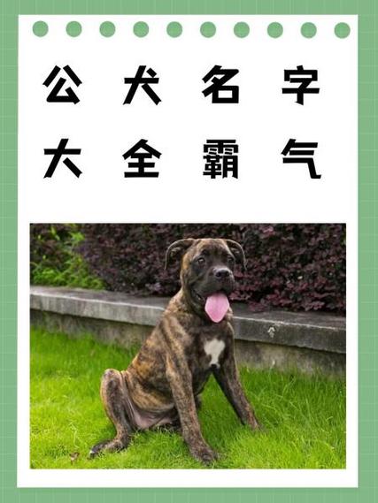 100个好听到爆的狗狗名字