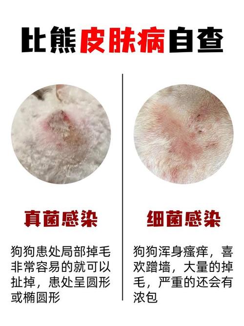 比熊犬皮肤病传染人么