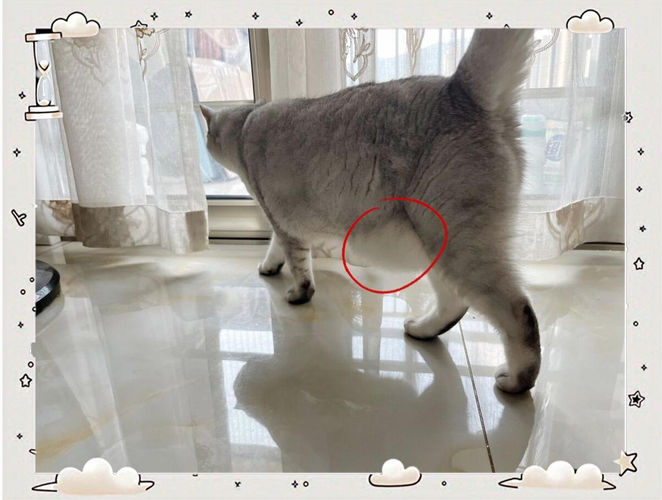猫咪肚子硬硬的鼓鼓的怎么回事