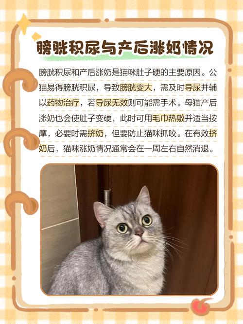 猫咪的肚子里面摸到圆形的硬物是什么啊?