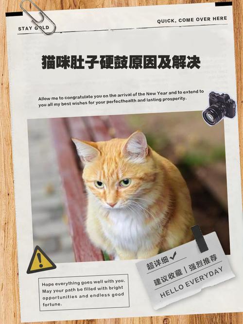 猫咪肚子大还硬硬的