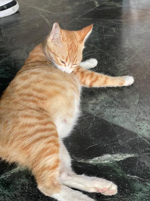 小猫肚子鼓鼓的硬硬的怎么回事?