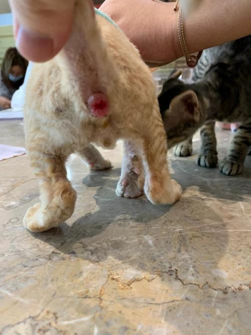猫咪肛门褶皱处发白正常吗