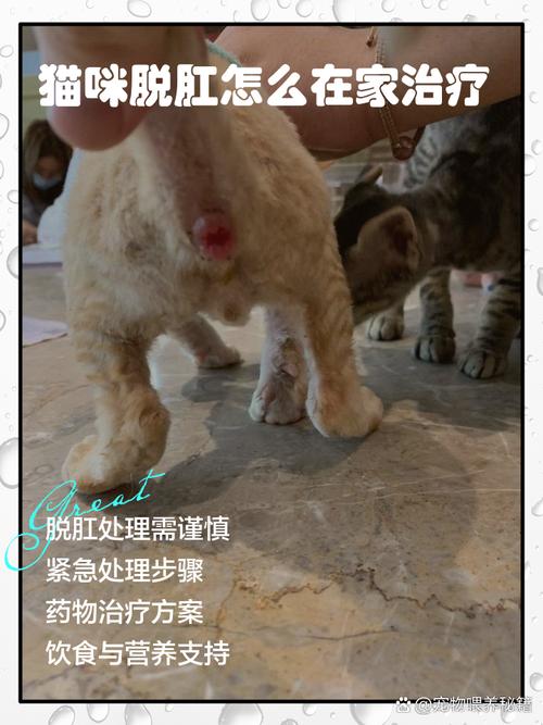 猫咪肛门发红往外鼓