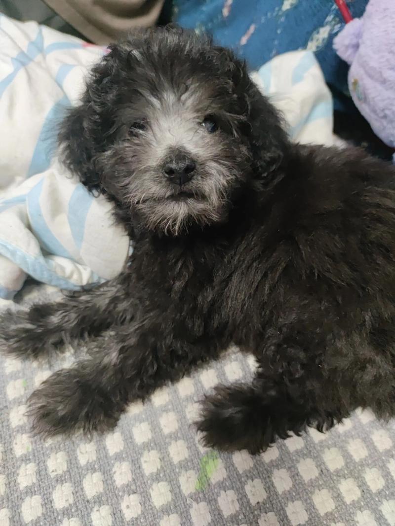 火车可以托运宠物吗像小狗之类的