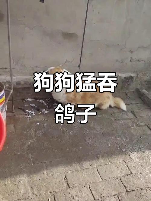 泰迪,狗快生的时候鸽子肉能吃吗?