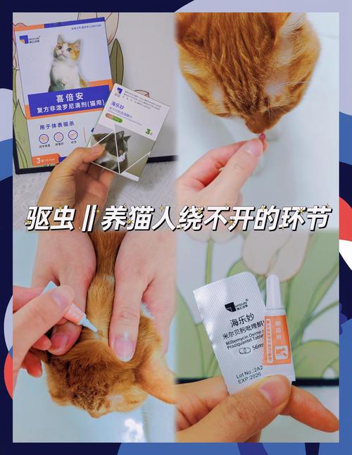 猫咪多大需要开始驱虫?