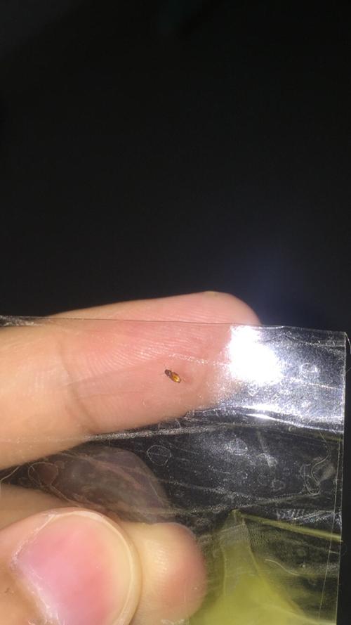 小狗身上有很多跳蚤卵怎么办