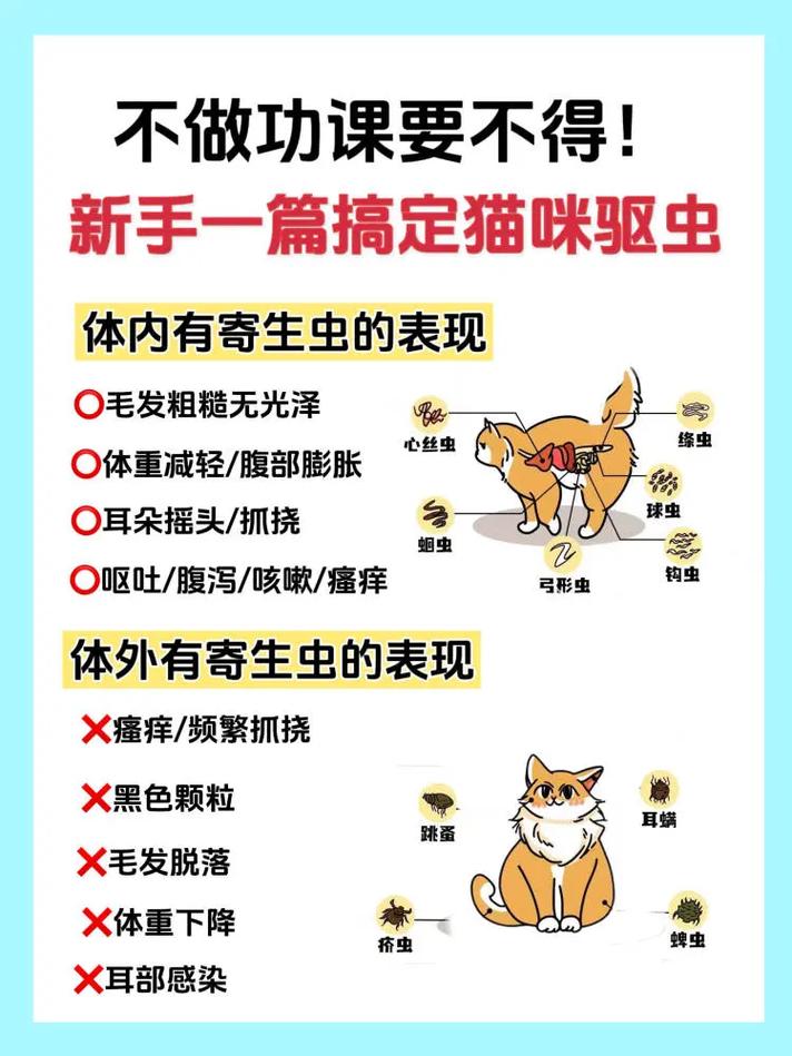 猫咪多久需要驱虫一次?如何给猫咪做内外驱虫?