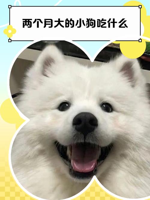 狗狗可以吃双汇火腿肠吗?