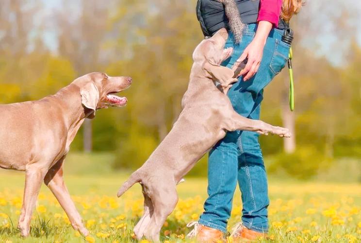 为什么狗狗见人就扑