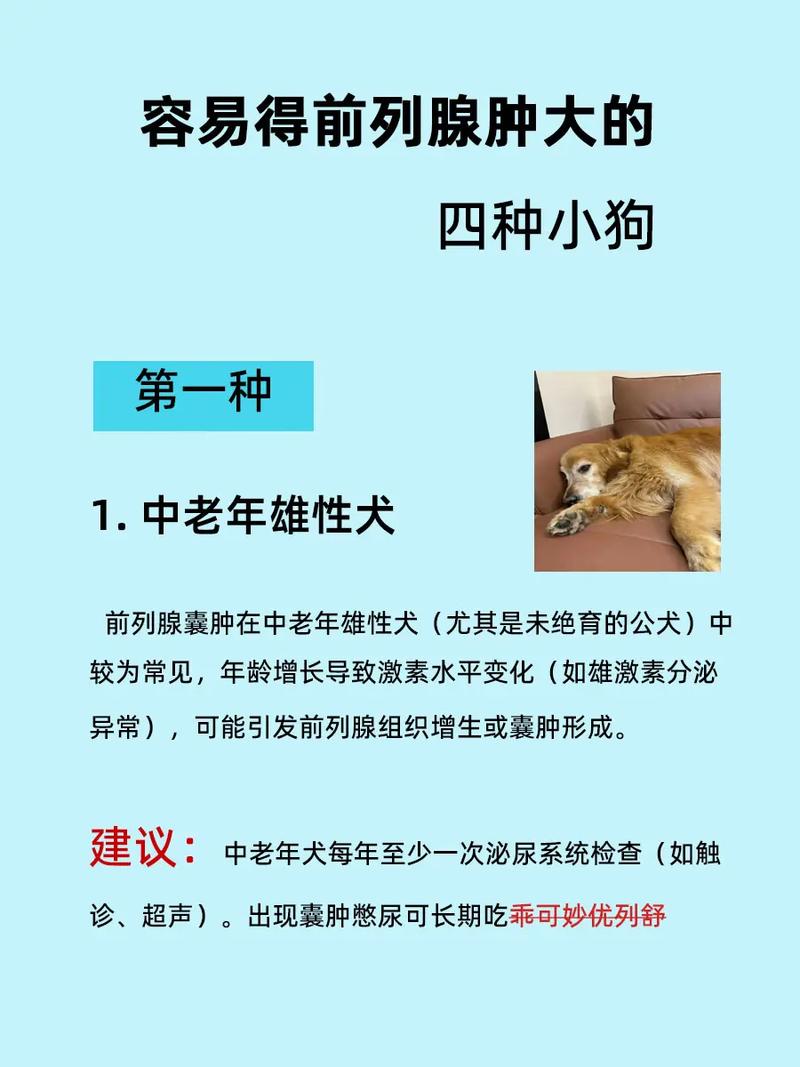 狗狗前列腺肿大怎么办?