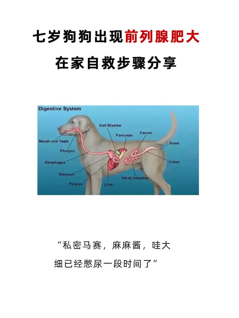 狗前列腺肿大怎么治疗