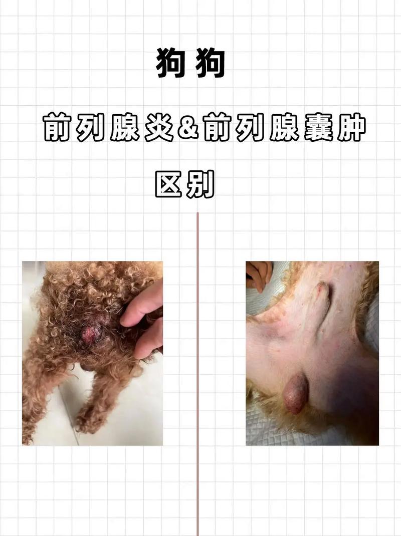 狗狗前列腺肿大的症状