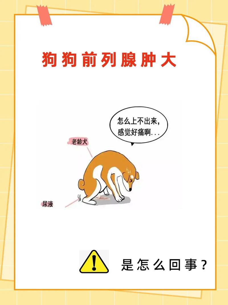 狗狗前列腺肿大尿血怎么治疗