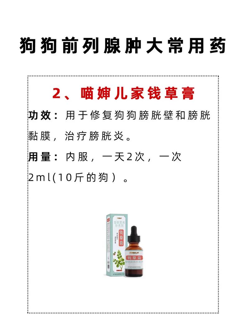 狗狗得了前列腺炎怎么办?