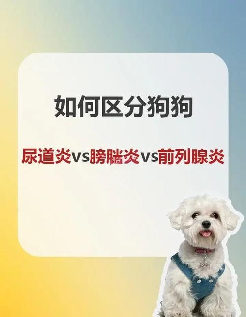 狗狗前列腺炎的症状和处理办法