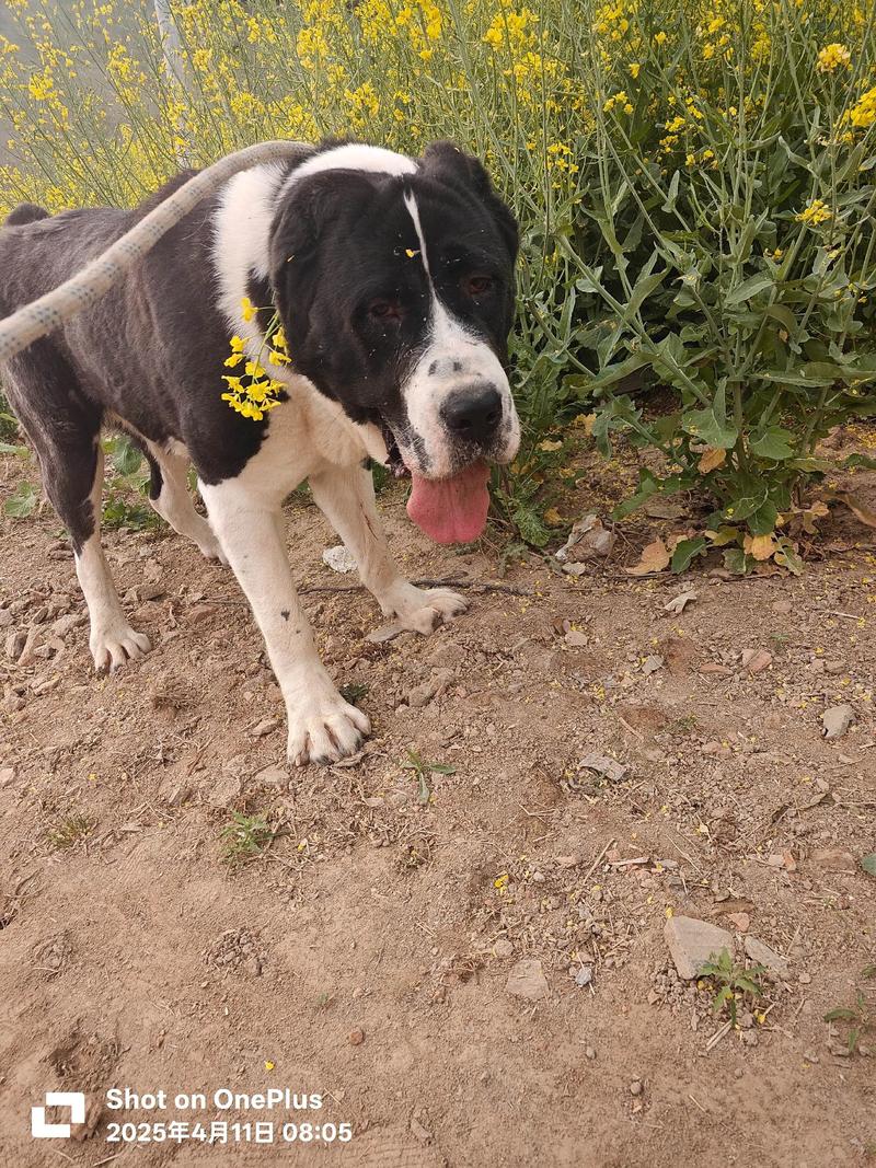 怎么能让狗不掉毛