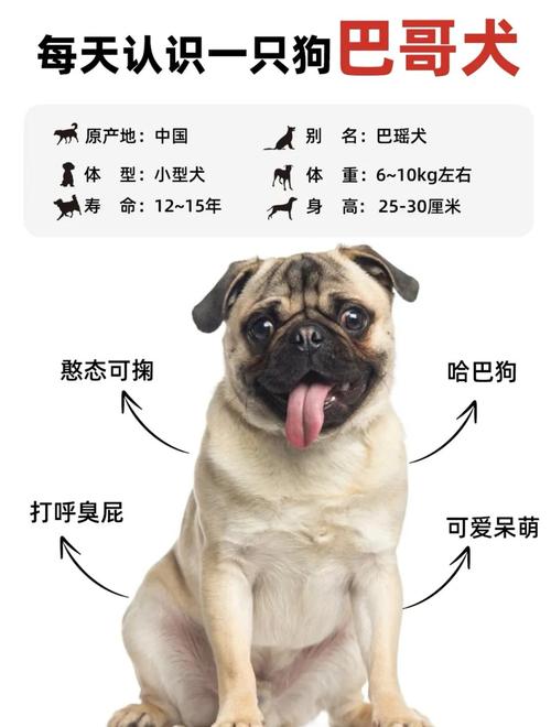 狗狗掉毛不一定是皮肤病,解决方法很简单