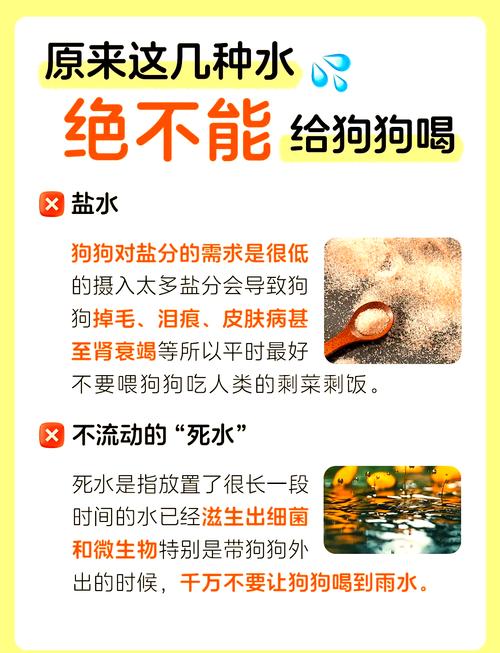 狗狗不能喝什么