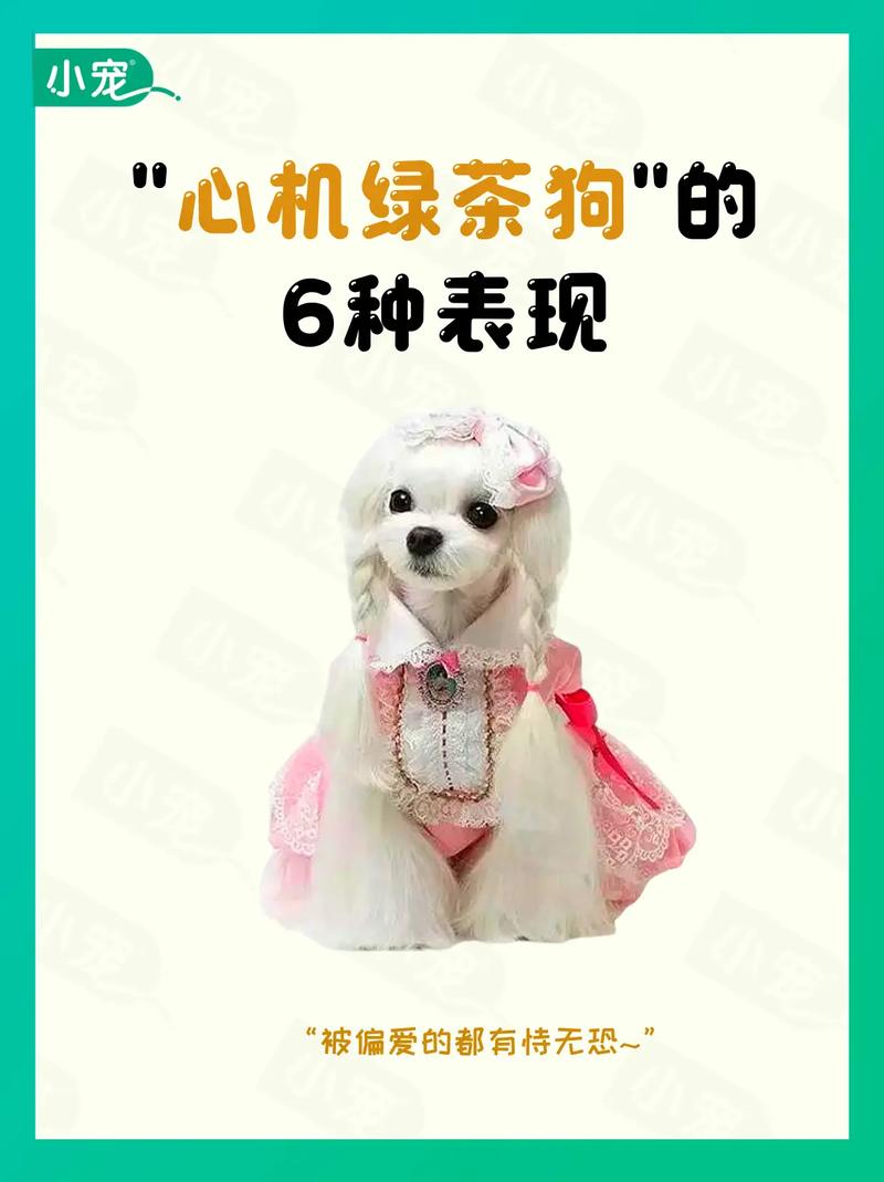 狗子误喝了绿茶该怎么办?