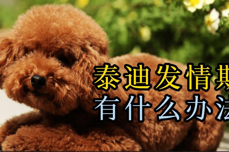 泰迪母狗多大会发情